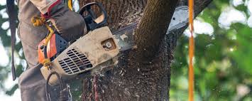  Wollochet, WA Tree Care Pros