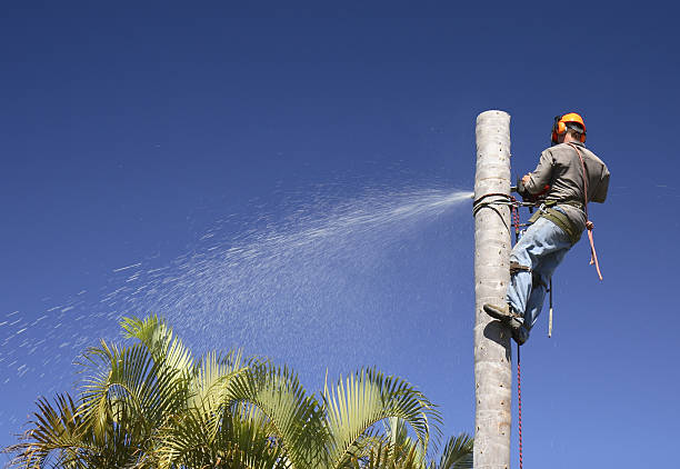 Best Emergency Tree Removal  in Wollochet, WA