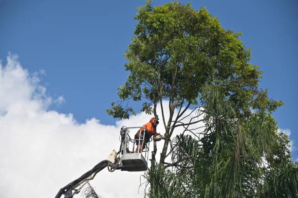 Best Lawn Grading and Leveling  in Wollochet, WA